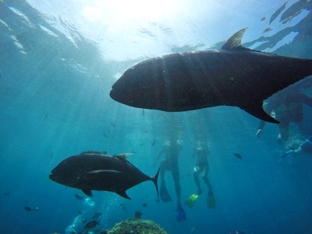 Snorkelers swimming with Giant Trevallies
